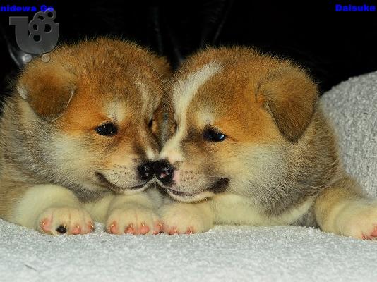 Akita Inu κουτάβια προς πώληση